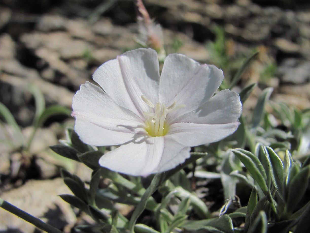 Изображение особи Convolvulus ruprechtii.