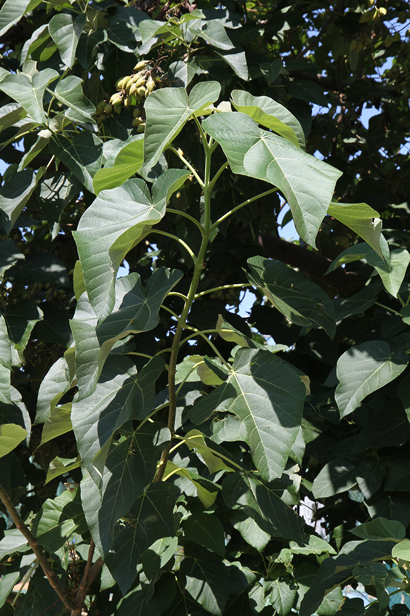 Image of Paulownia tomentosa specimen.