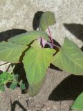 Atriplex hortensis