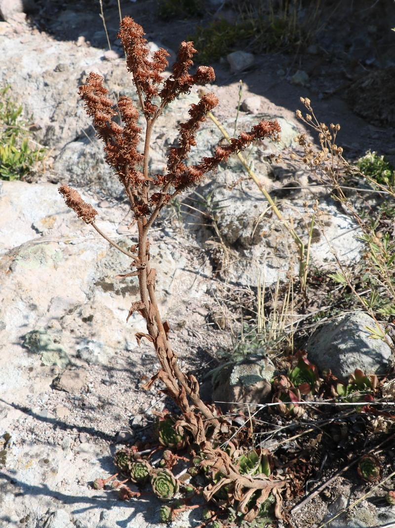Image of Sempervivum caucasicum specimen.