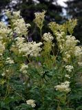 Filipendula ulmaria. Верхушки цветущих растений. Челябинская обл., Саткинский р-н, хребет Зюраткуль, ≈ 1000 м н.у.м., луг на опушке смешанного леса. 31.07.2019.