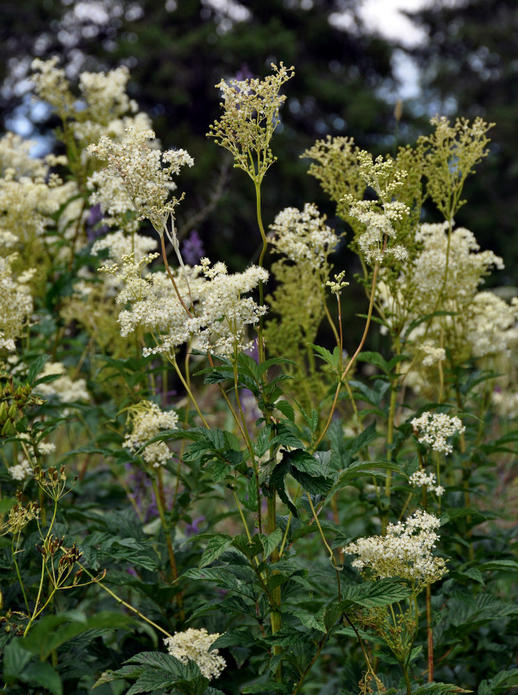 Изображение особи Filipendula ulmaria.