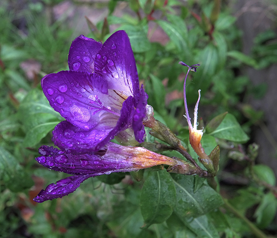 Image of Freesia &times; hybrida specimen.