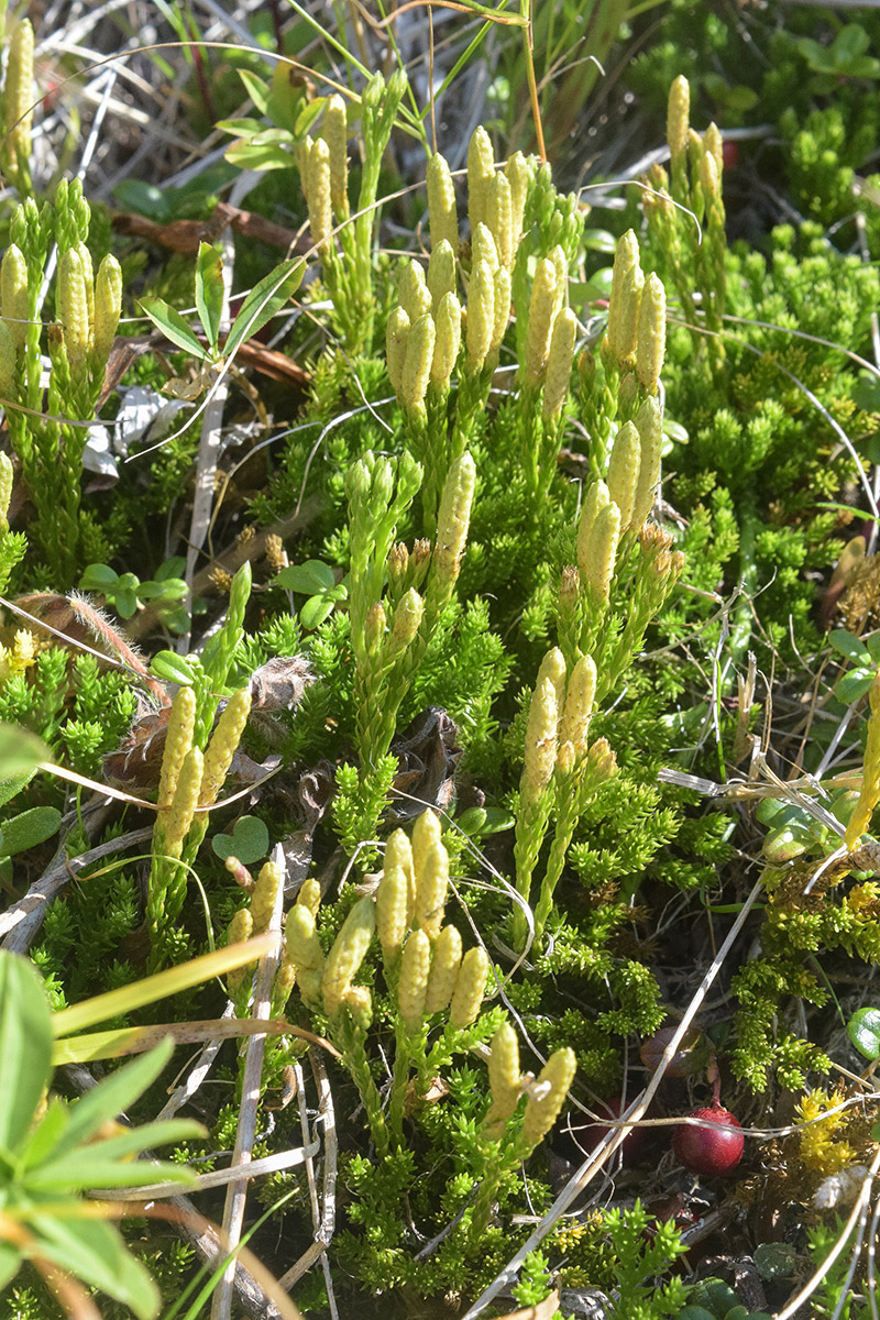 Image of Diphasiastrum sitchense specimen.