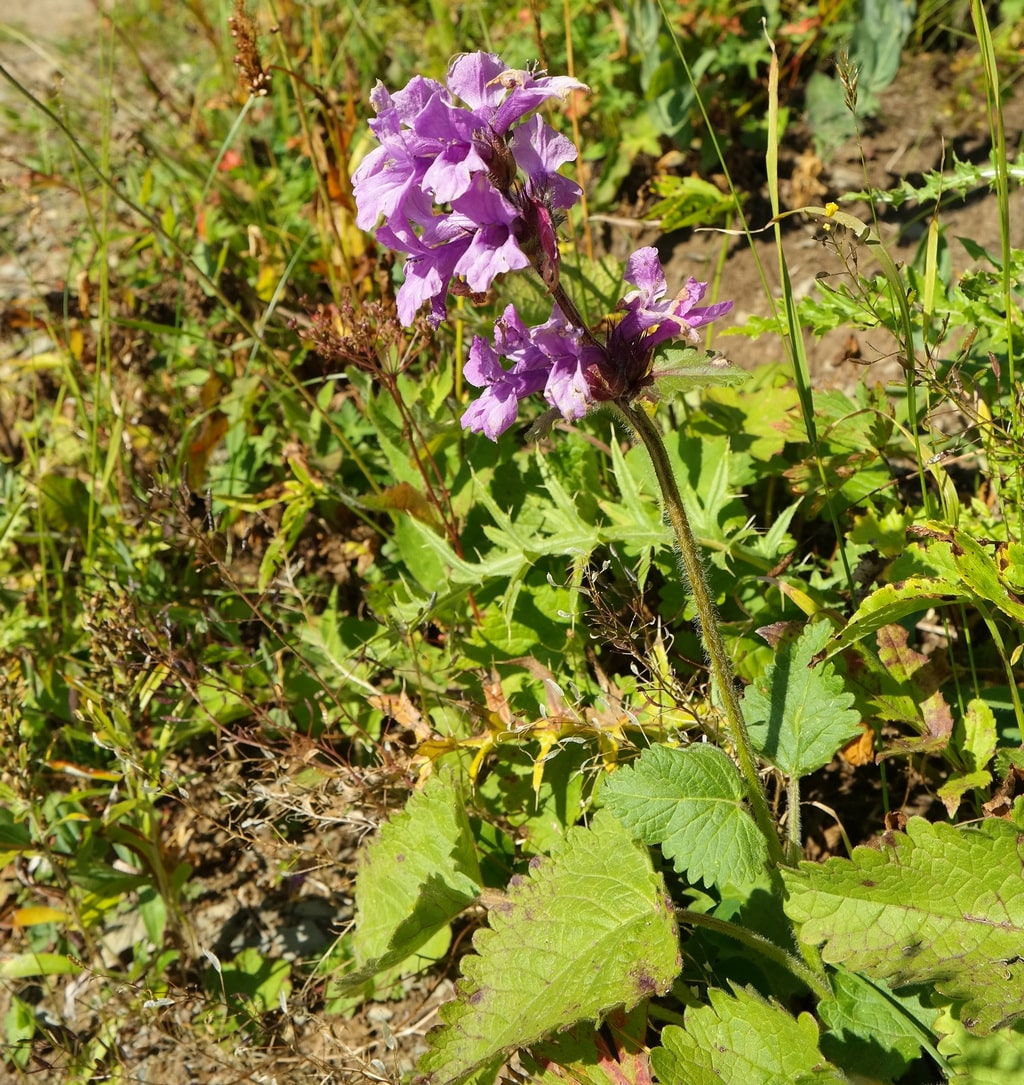 Image of Betonica macrantha specimen.