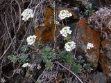 Schivereckia podolica. Цветущие растения. Свердловская обл., окр. г. Североуральск, р-н скал Три Брата, берег р. Вагран, скальное обнажение. 11.05.2019.