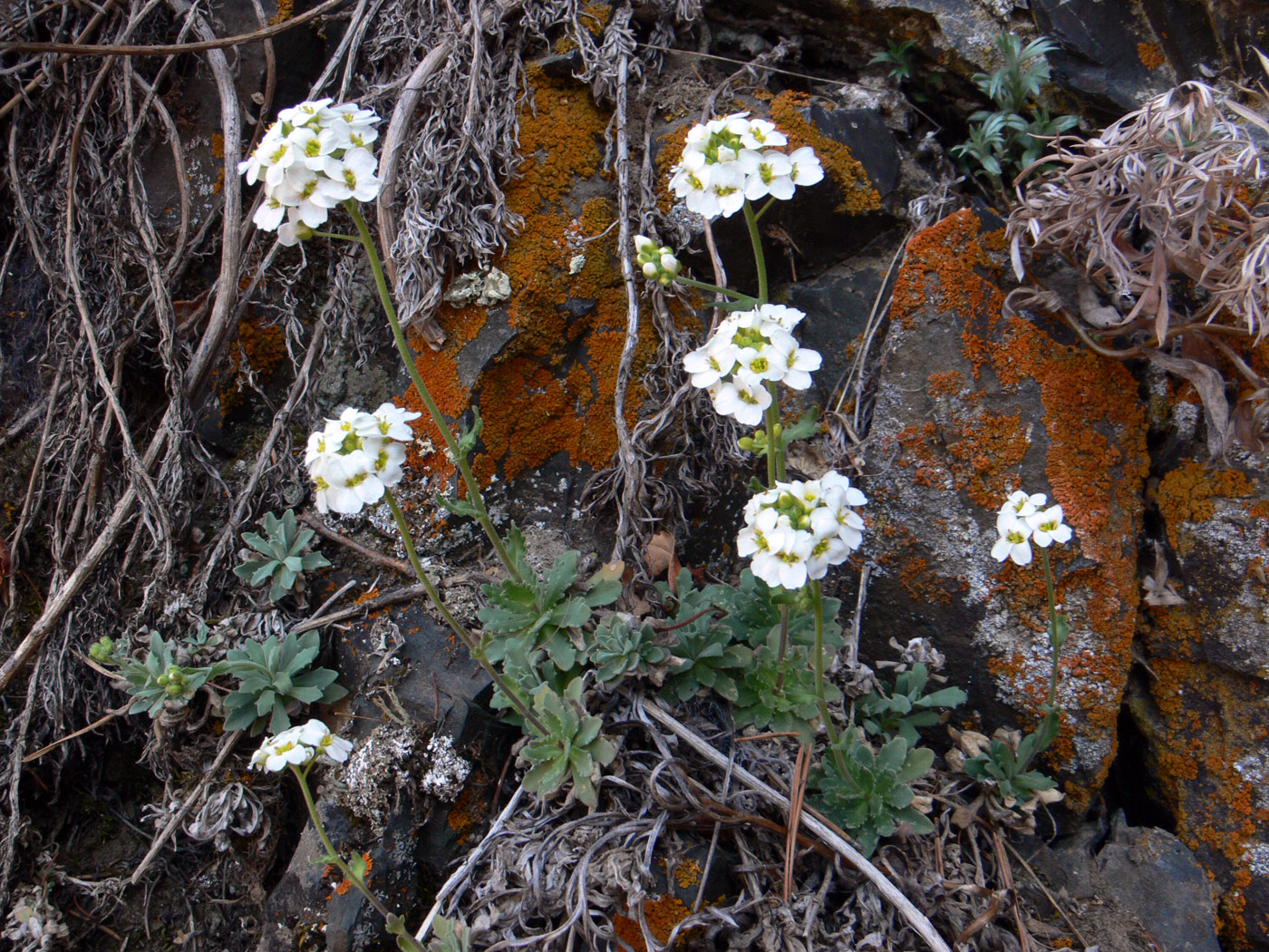 Изображение особи Schivereckia podolica.