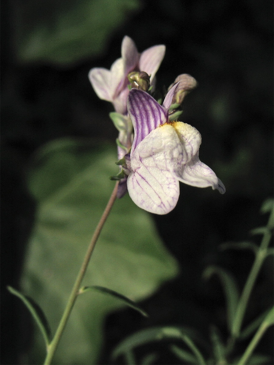 Изображение особи Linaria repens.