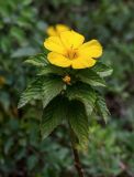 Turnera ulmifolia. Верхушка цветущего растения. Израиль, г. Герцлия. 06.05.2018.