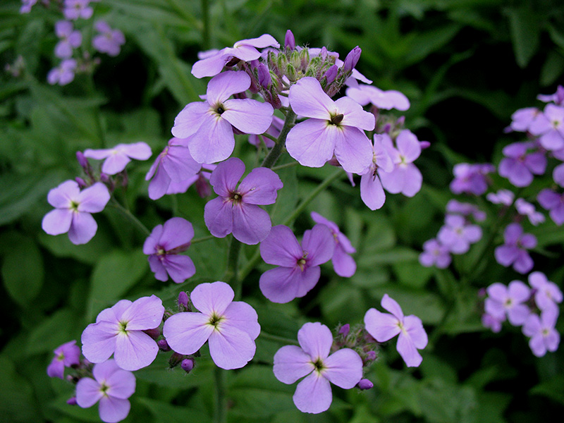 Изображение особи Hesperis matronalis.