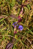 Gentiana scabra
