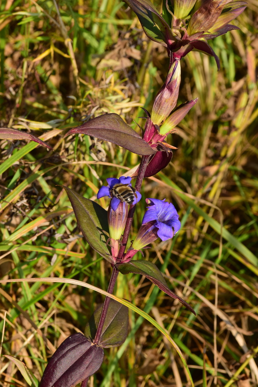 Image of Gentiana scabra specimen.