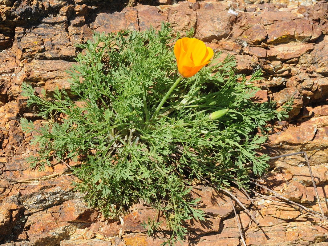 Image of Eschscholzia californica specimen.