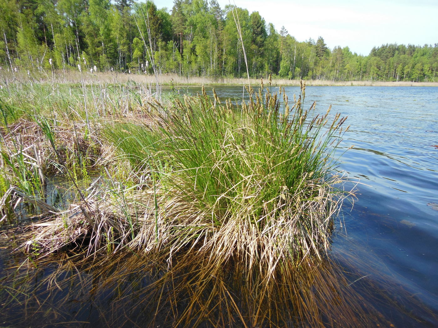 Image of Carex paniculata specimen.