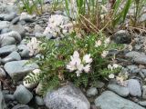 Astragalus alpinus. Цветущее растение. Казахстан, Центральный Алтай, наносы на левом берегу р. Белая Берель. 23 июня 2019 г.