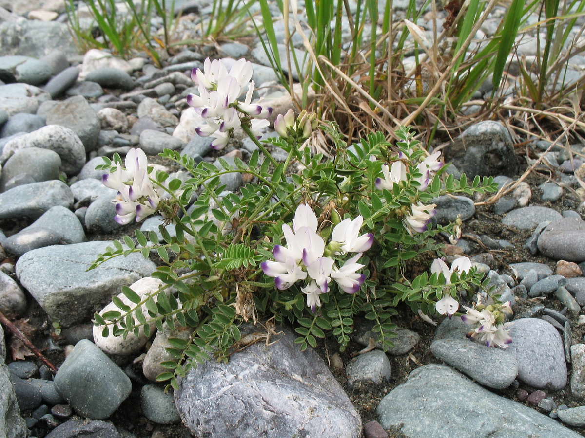 Изображение особи Astragalus alpinus.