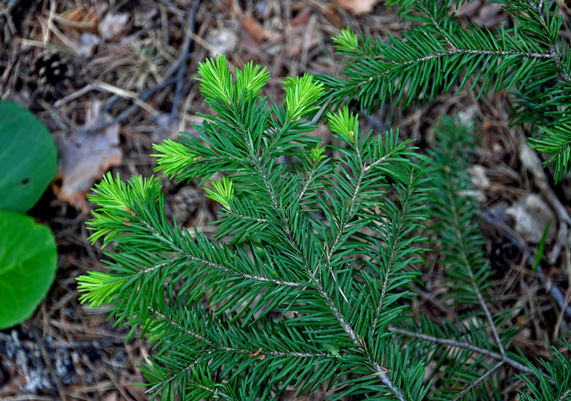 Изображение особи Abies sibirica.