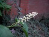 Phytolacca americana