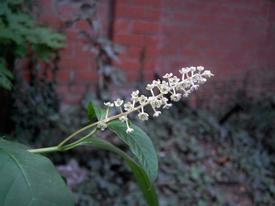 Изображение особи Phytolacca americana.