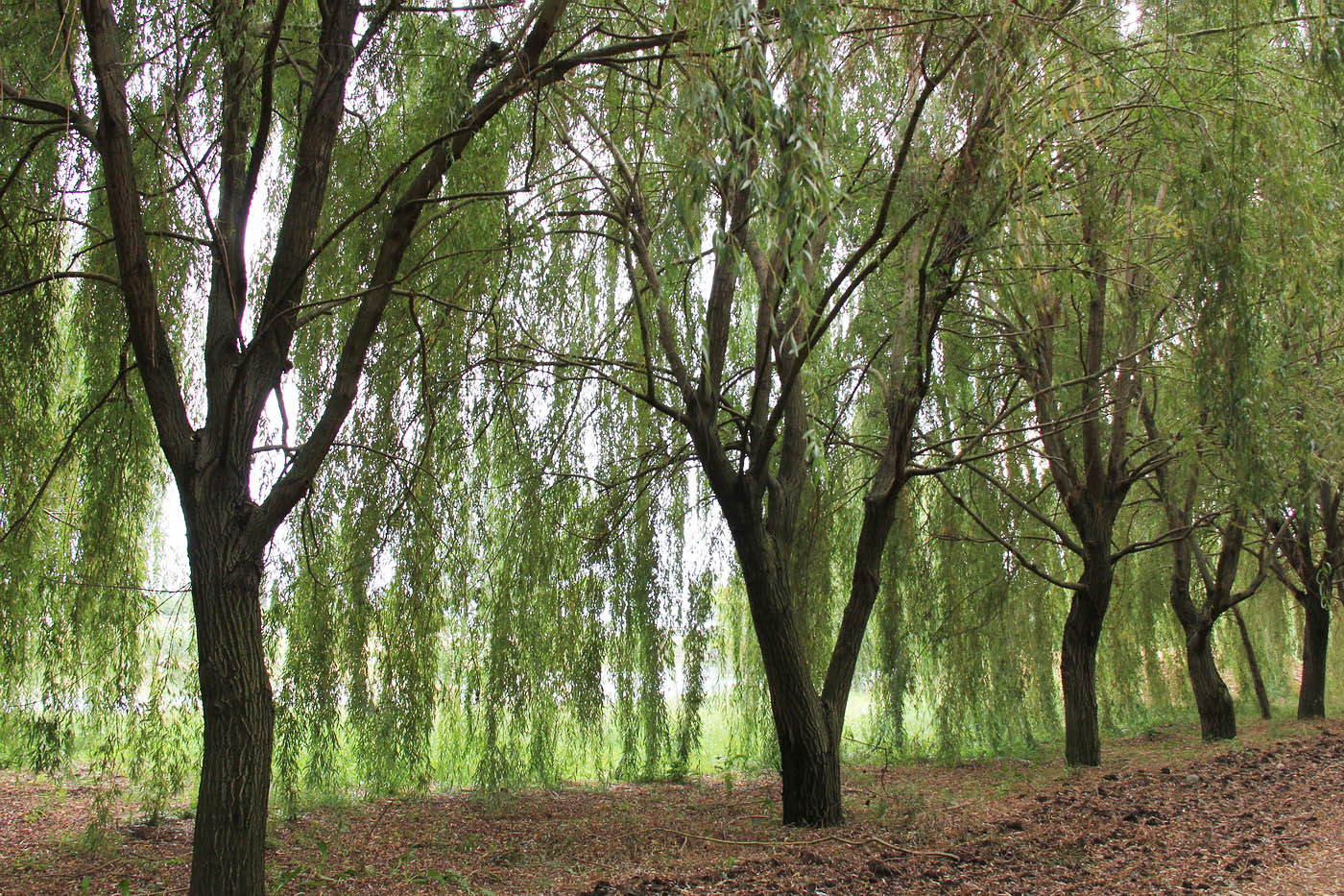 Image of Salix babylonica specimen.