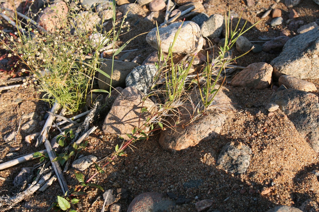 Изображение особи род Epilobium.