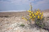 Caragana grandiflora