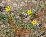 Potentilla orientalis