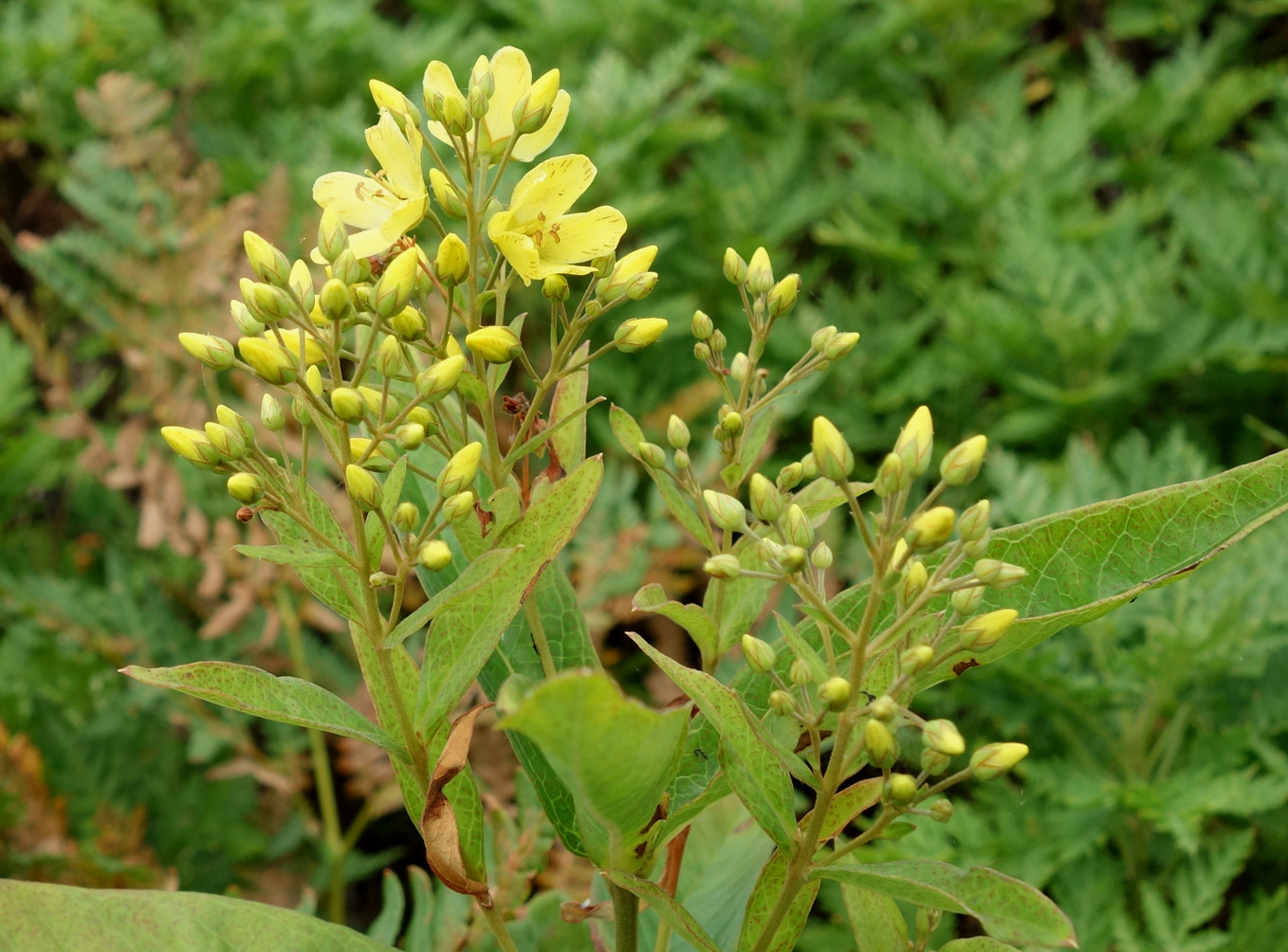 Изображение особи Lysimachia davurica.