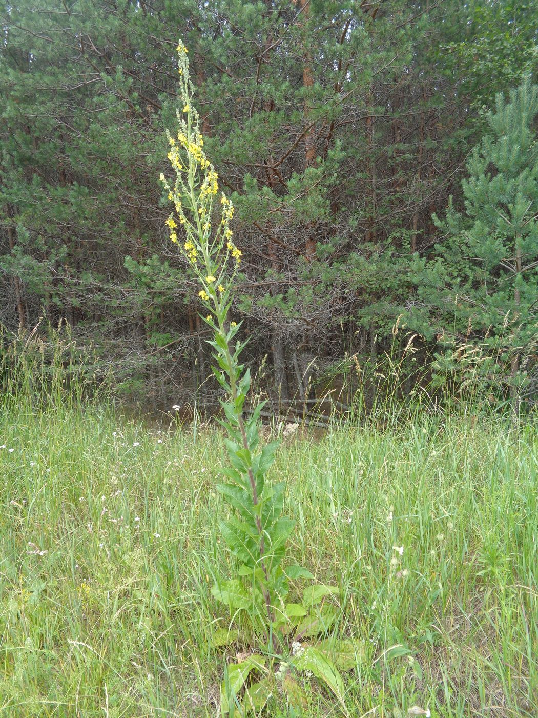 Изображение особи Verbascum lychnitis.