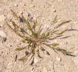 Scleropoa rigida