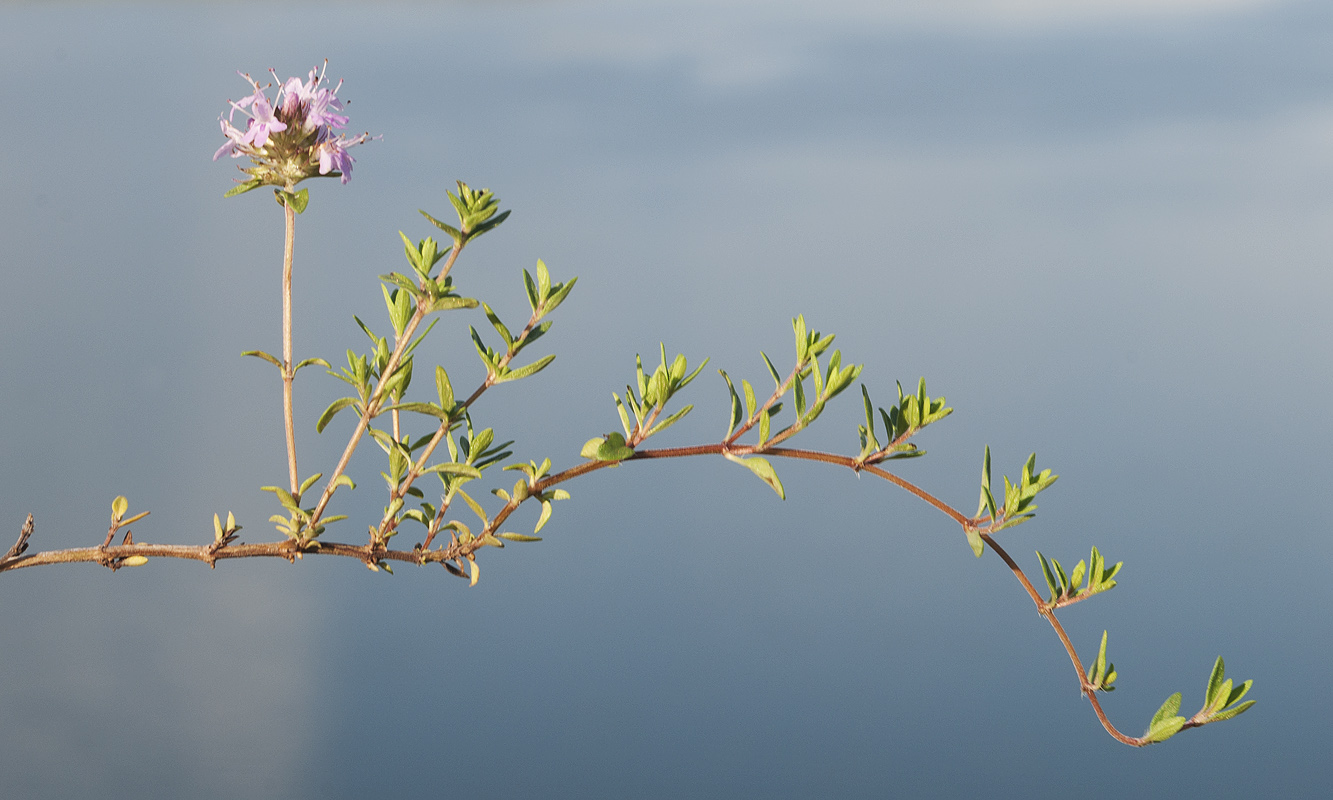 Изображение особи род Thymus.