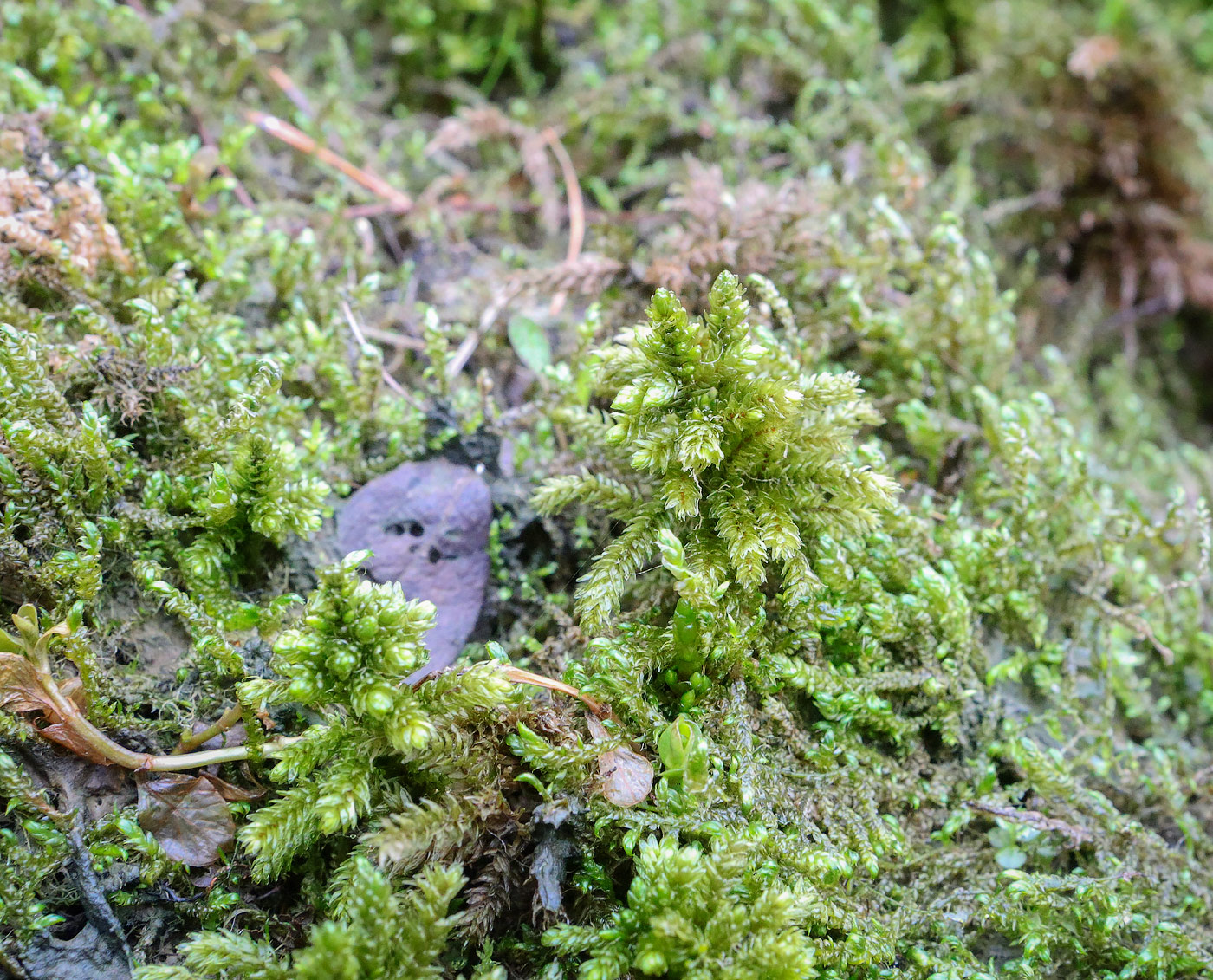 Image of class Bryopsida specimen.