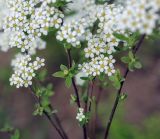 Spiraea &times; cinerea