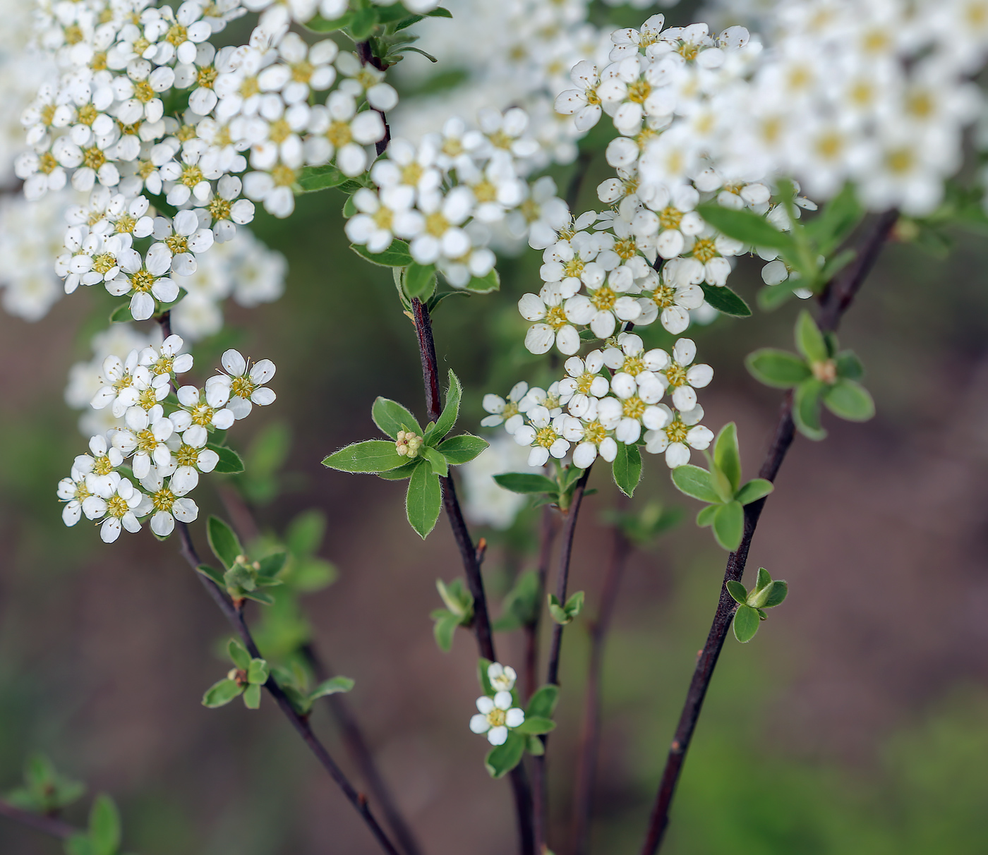 Image of Spiraea × cinerea specimen.