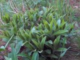 Inula hirta
