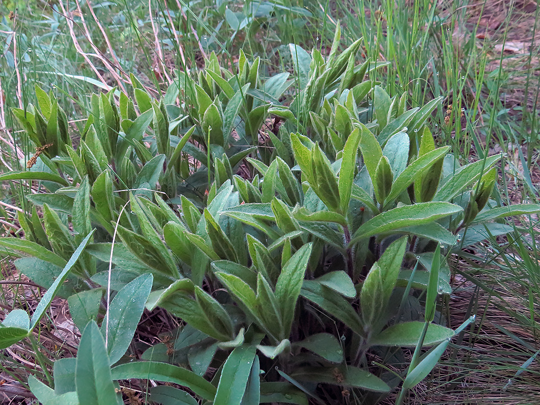 Image of Inula hirta specimen.