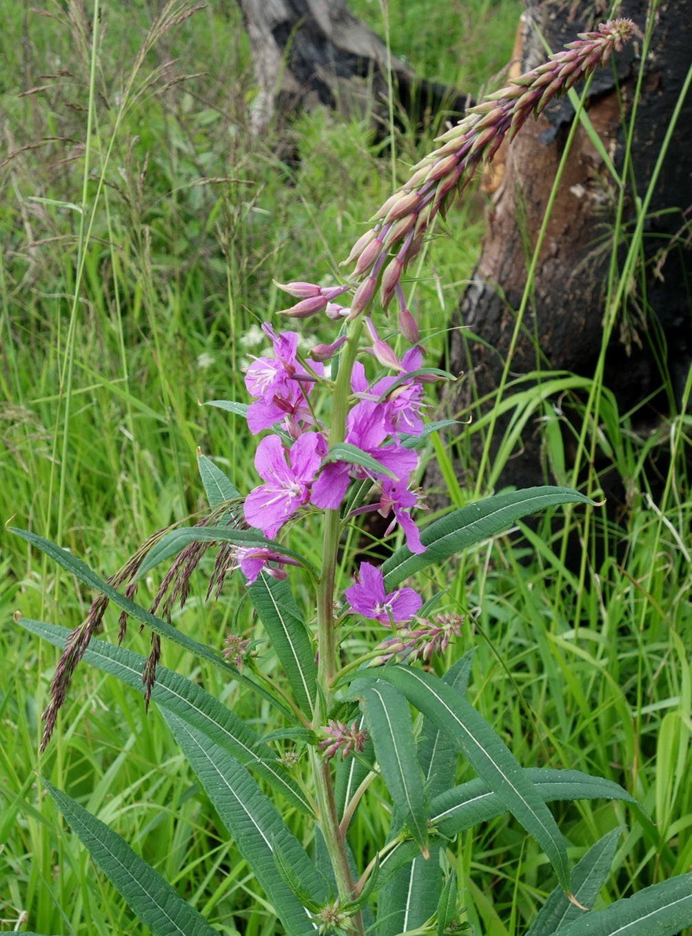 Image of Chamaenerion angustifolium specimen.