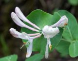 Lonicera caprifolium