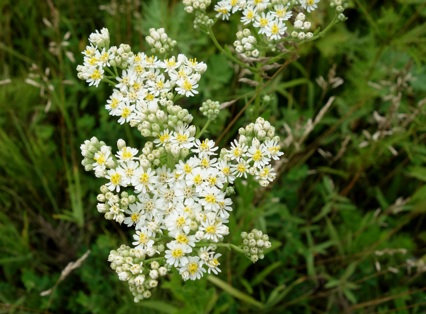 Image of Turczaninowia fastigiata specimen.