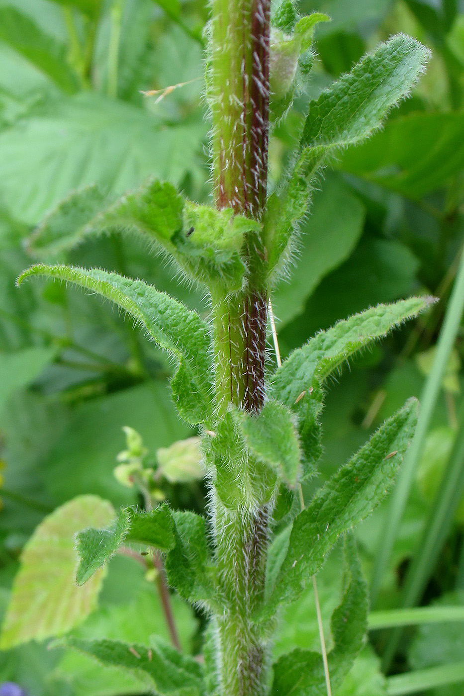 Изображение особи Campanula cervicaria.