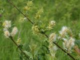 Salix starkeana. Ветви с соплодиями. Ленинградская обл., Лужский р-н, пойма р. Луга у дер. Кемка. 10.06.2010.