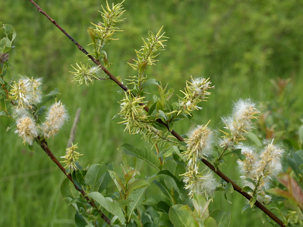 Image of Salix starkeana specimen.