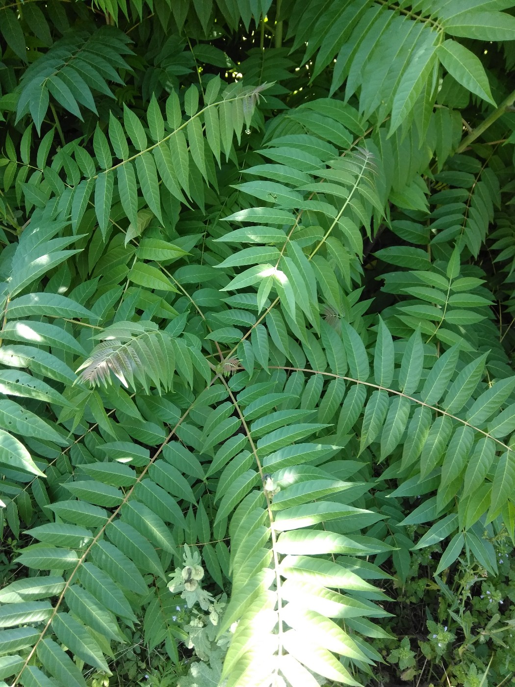 Изображение особи Ailanthus altissima.