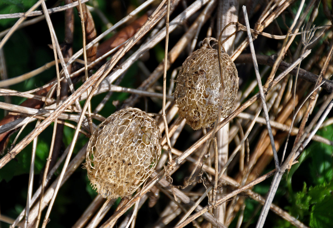 Image of Echinocystis lobata specimen.