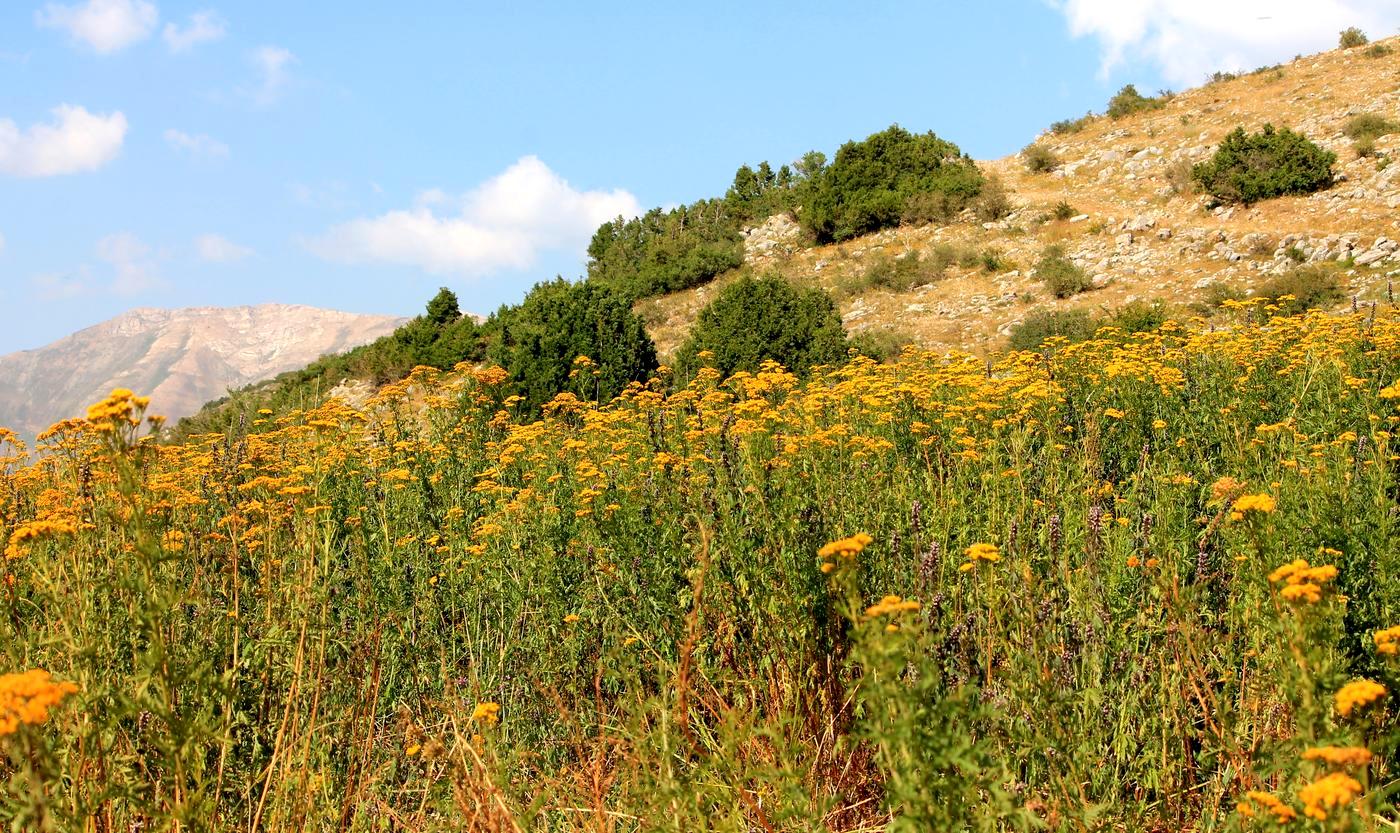 Изображение особи Tanacetum pseudachillea.