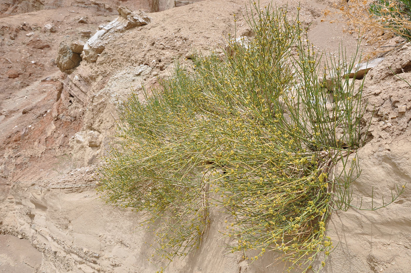 Image of Ephedra przewalskii specimen.