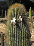 familia Cactaceae. Верхушка растения с раскрывшимися плодами. Испания, Каталония, провинция Girona, Costa Brava, Blanes, ботанический сад \"Pinya de Rosa\". 27 октября 2008 г.