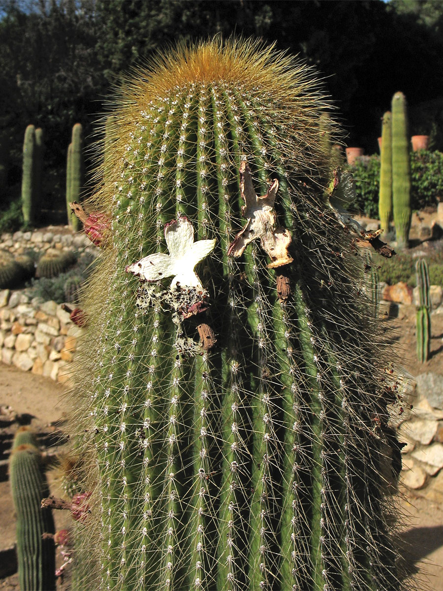 Image of familia Cactaceae specimen.