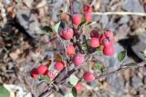 Cotoneaster oliganthus