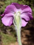 Lychnis coronaria